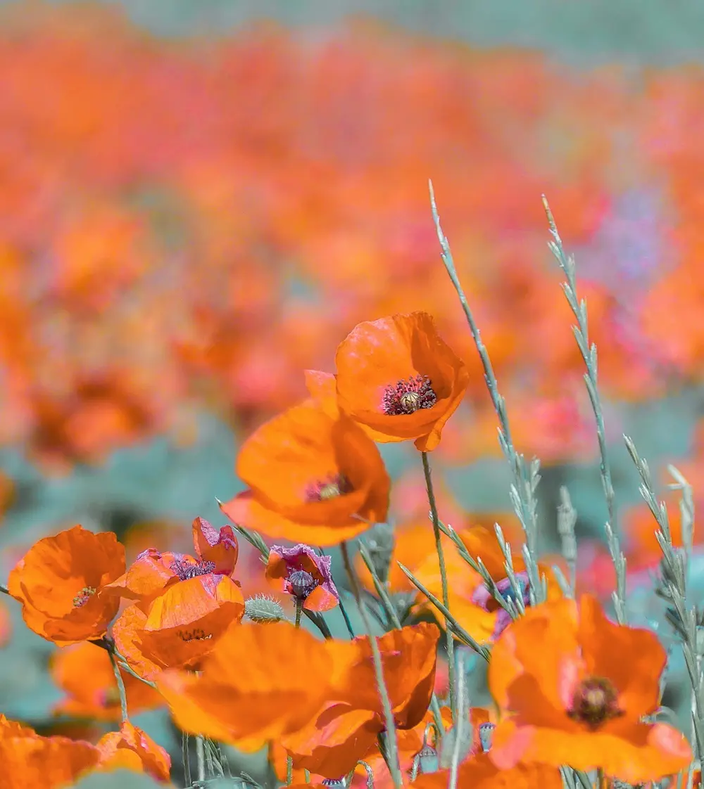 close up orange flowering plants field 1