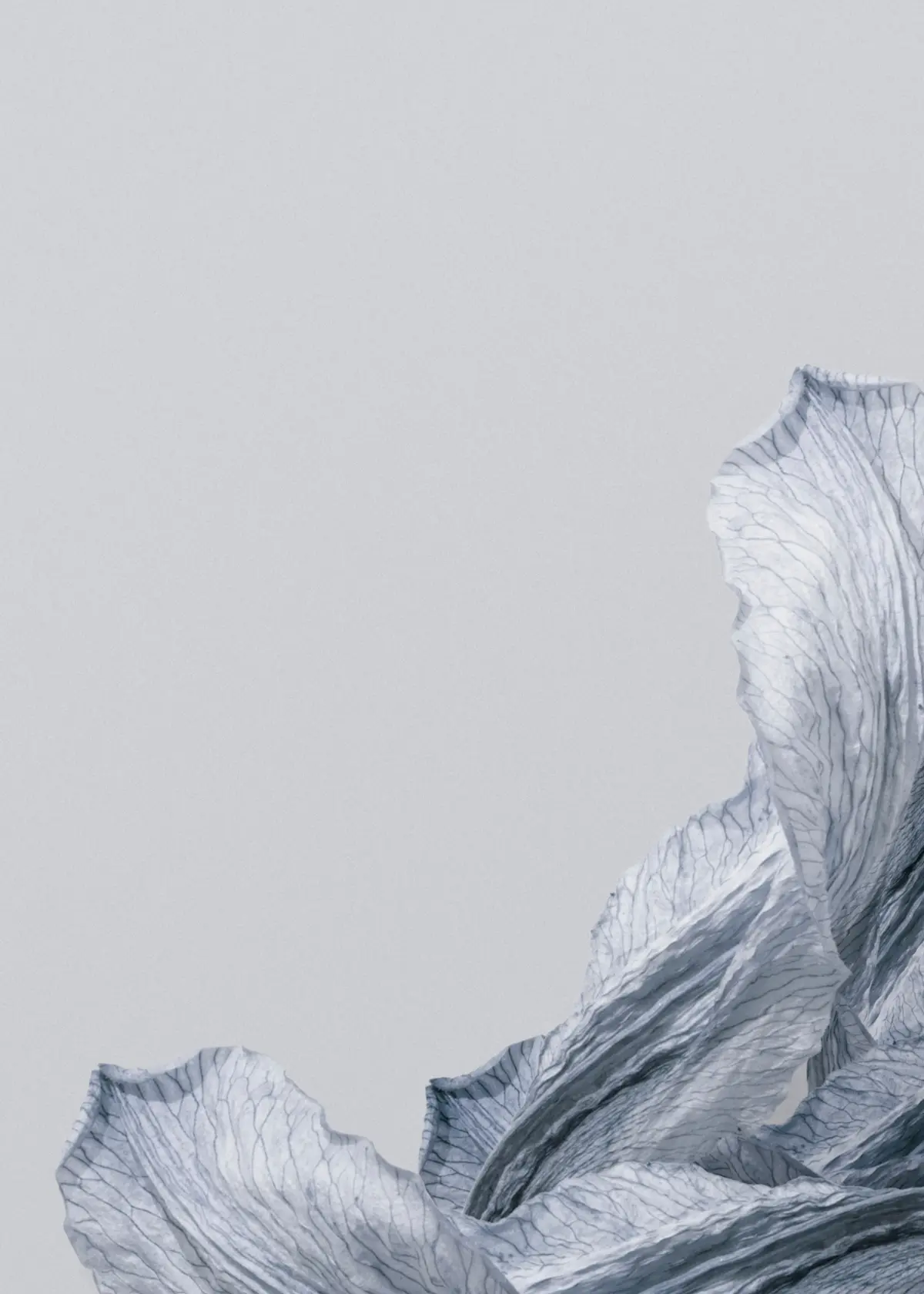 silvery lily petals gray background