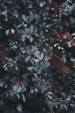 beautiful green bushes garden gloomy weather