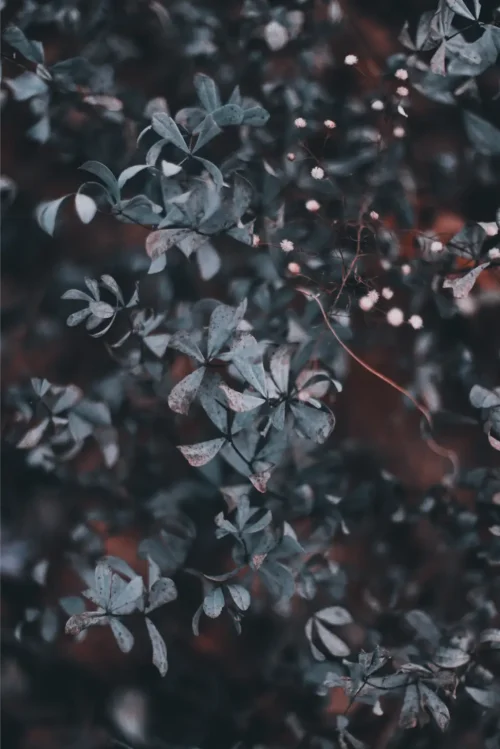 beautiful green bushes garden gloomy weather