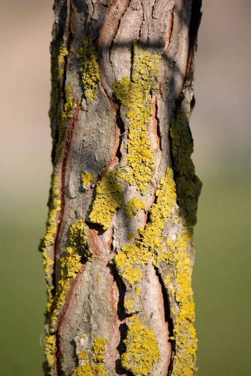 danielle claude belanger bhpx1j cw9s unsplash