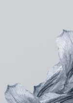 silvery lily petals gray background